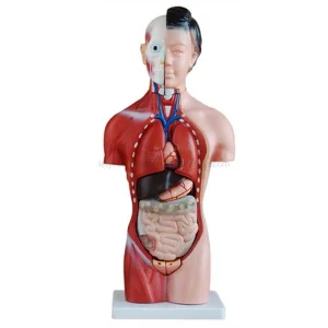 Male Torso Female Torso Unisex Torso Tri-Sex Torso for Medical University Teaching Model
