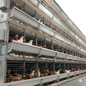 H Type Automatic Chicken Cage