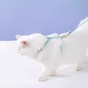 Collar and Leash Kit