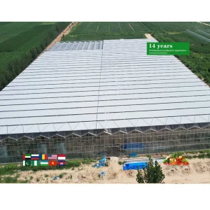 Affordable Multi-Span Greenhouse for Hydroponic Tomato and Strawberry