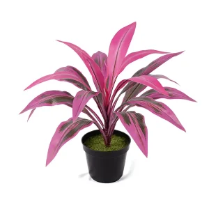 Cordyline fruticosa Pot