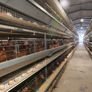 3-8 Layer Galvanized Steel Wire Poultry Equipment Layer Chicken Cage Feeding Equipment