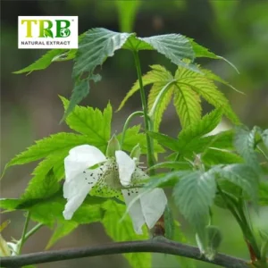 China Sweet Tea Extract Manufacturer