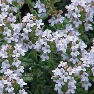 Thyme Seeds