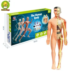 Kit de Experimentos Científicos Educativos para Niños Stem Modelo de Esqueleto 3D Juguetes de Anatomía del Cuerpo Humano para Niños