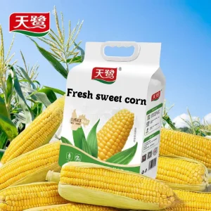 Newly Harvested Fresh Sweet Corn