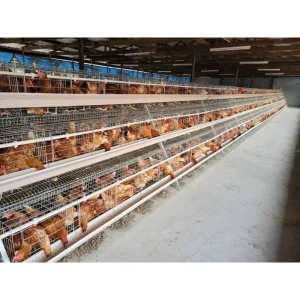 H Type Broiler Cage