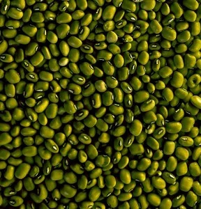 High Nutrient Farm Whole Mung Beans Rich in Protein Fiber Natural Green for Healthy Meal Prep Weight Management Diet Food