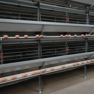 Thailand Layer Farm Water-Saving Nipple Drinker System Chicken Cage