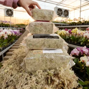 Premium Grade 6A Sphagnum Moss for Professional Growers, Bulk Supply