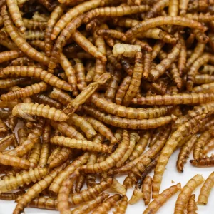Alimento Premium Dired Yellow Mealworms