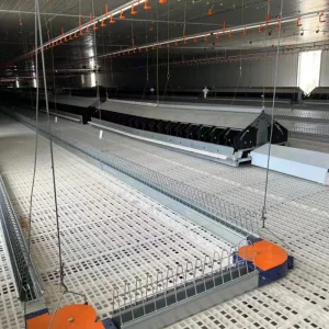 Chain Feeding Machine Breeder House