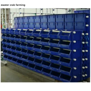 Vertical Mud Crab Farming The Guide to Starting Vertical Mud Crab Farming