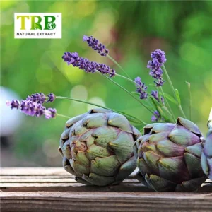 Artichoke Extract Cynarine
