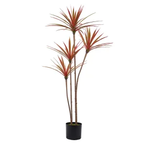 Detachable Dracaena