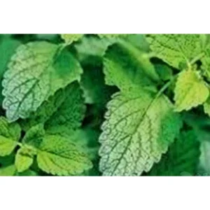 World Well-Being Nutraceutical Male Health Careyohimbe Bark 2.5% 5% Extract