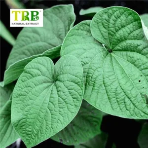 China Kava Extract Manufacturers, Factory