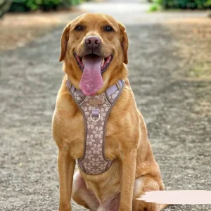 Mocha Flower Dog Harness