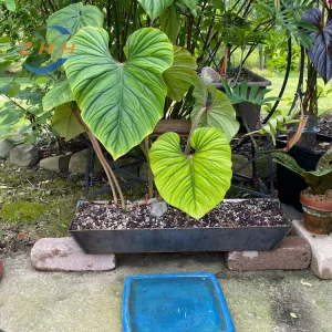 Corten Steel Planter with Adjustable Drainage Holes