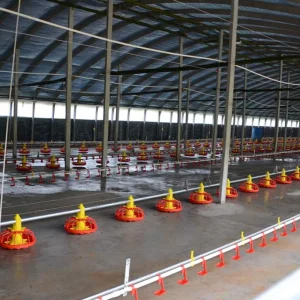 Broiler Floor Farming System with Auto Feeding