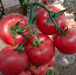 Delicious Red Tomato Live Leeds Green Plants