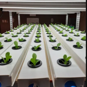 Efficient Polycarbonate Greenhouse with Hydroponic Nft Growing System for Lettuce and Multicrops
