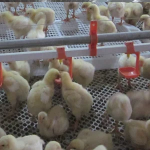 Broiler Flat Raising System