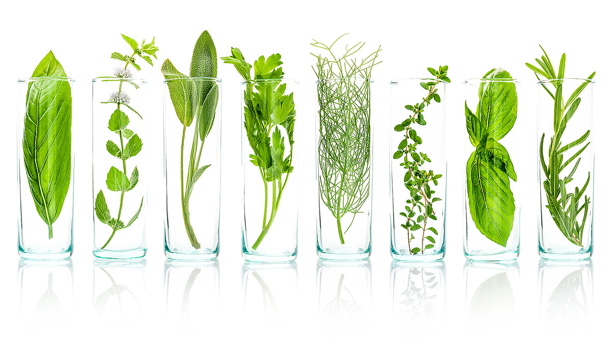 Shaanxi Sapri Biology planta de producción de extractos botánicos