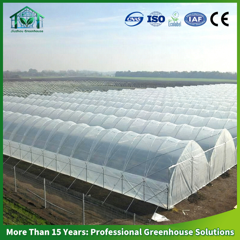 Complete Turnkey Project: Hydroponic Film Greenhouse for Bell Pepper Production