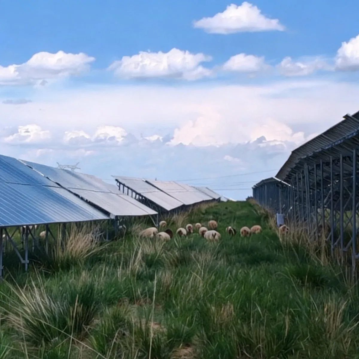 Integrated Agri-PV Solution for Smart Farms