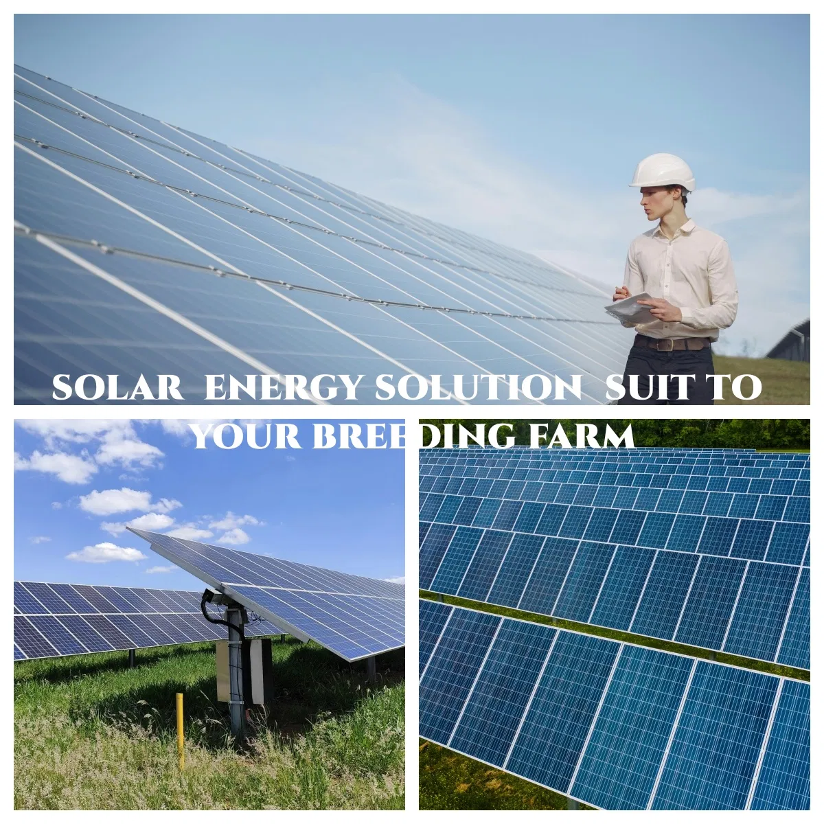 Reliable on-Grid Solar Power Solutions for Poultry and Layer Farms