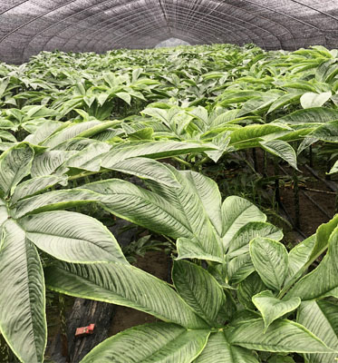Konjac Farm