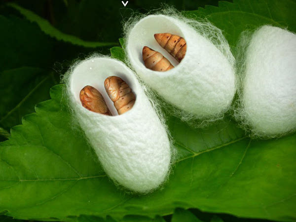 Silk Protein Peptide (Hydrolyzed Silk Fibroin) | Low Molecular Weight (<500Da) for High-End Shampoos &amp; Conditioners