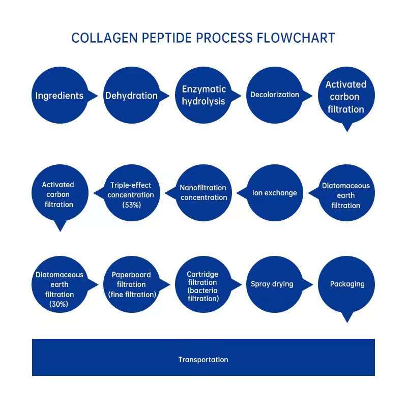 Collagen Protein Detail 2