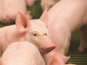 Animal health and growth