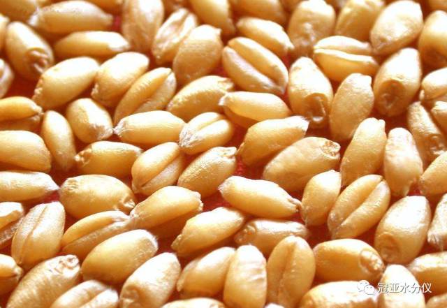 Food Grade Hydrolyzed Wheat Protein 80~90% Protein Hydrolyzed Wheat Protein Powder
