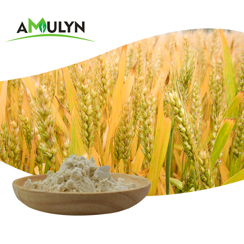Amulyn Hot Selling Wheat Hydrolysis Protein Isolate Powder for Drink
