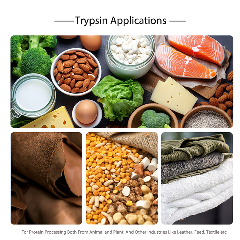Trypsin Enzyme Application