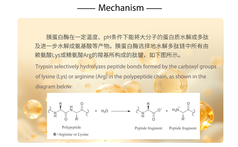 Trypsin Enzyme (20000u/g) for Seasoning Industry, Plant Protein Hydrolysis, Animal Protein Hydrolysis