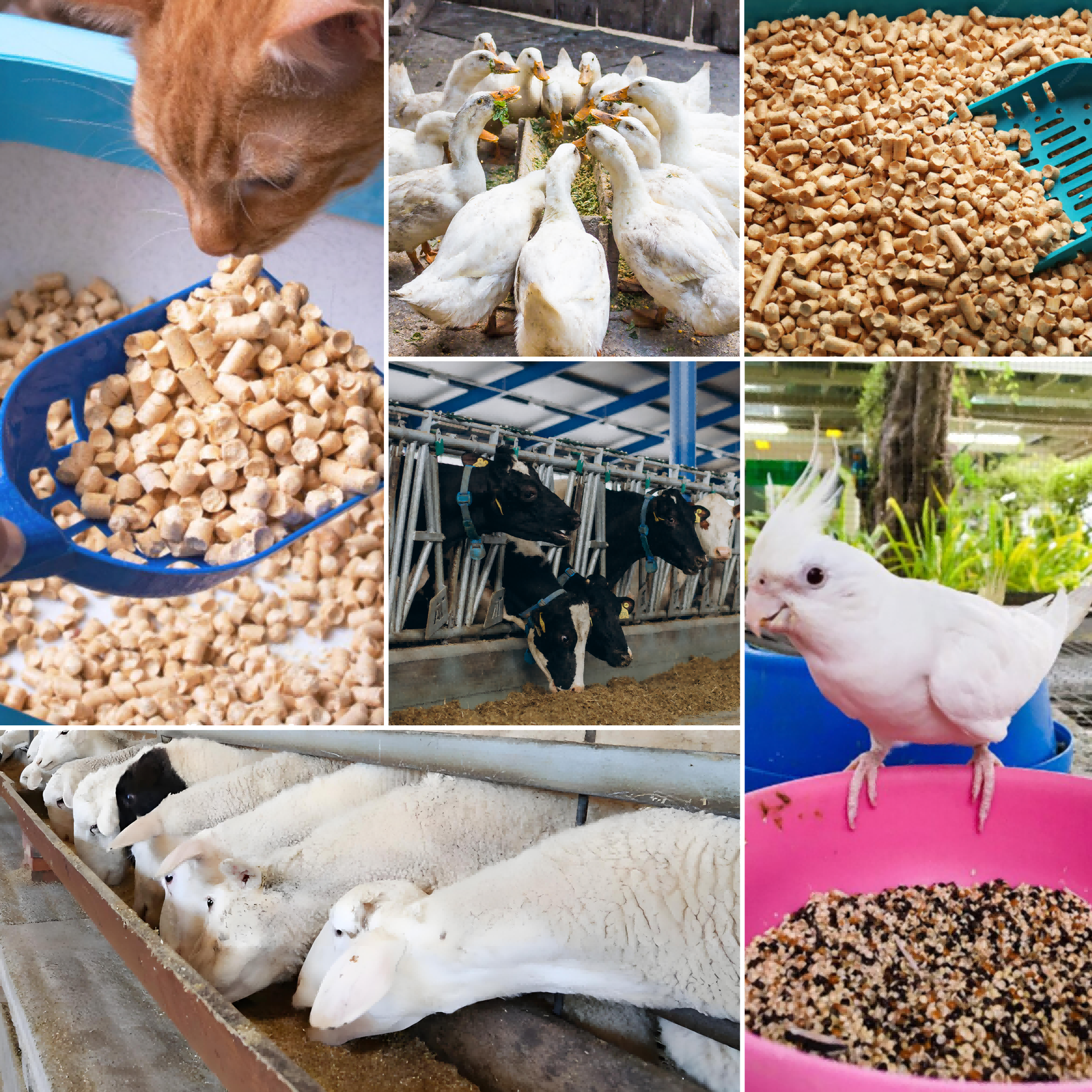 Factory Supply Complex Fish Proteinase Enzyme Fish Protein Hydrolysates Feed Grade Fish Hydrolytic Protease