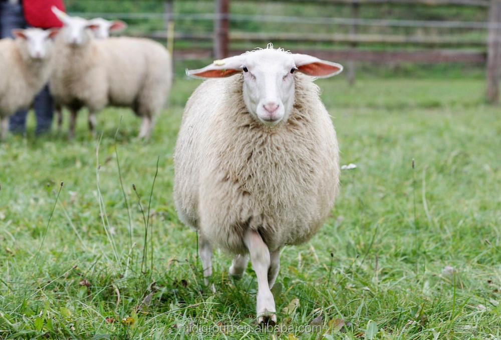 Digestibility performance