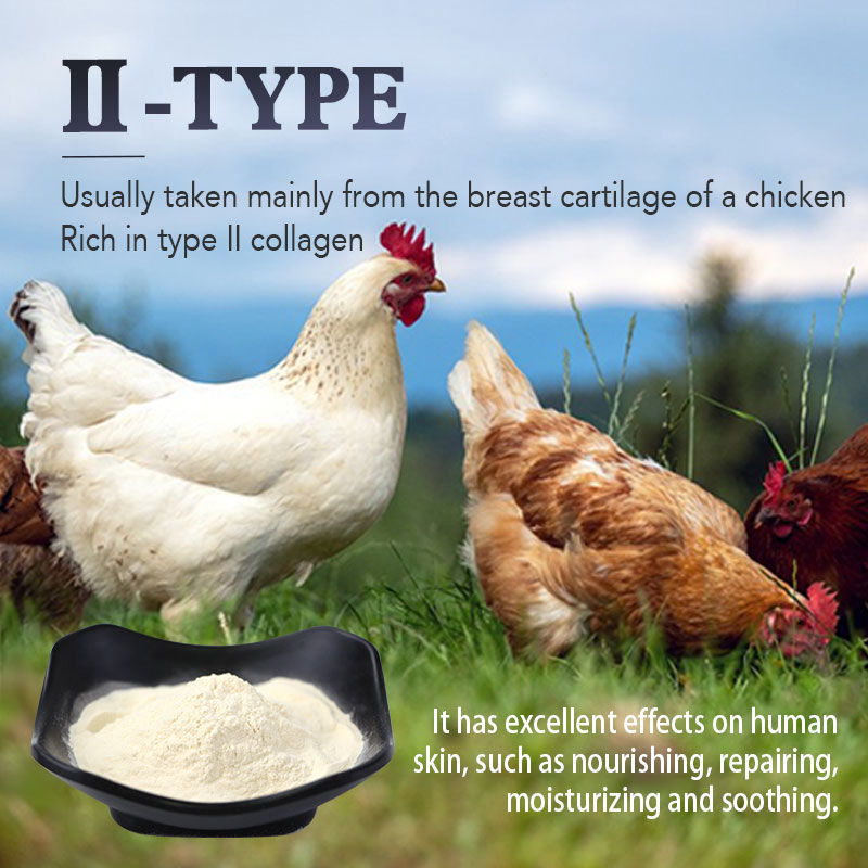 Amulyn Supply Bioactive High-Protein Vegan Chicken Sternum Cartilage Extract Hydrolyzed Type II Collagen Peptide Powder