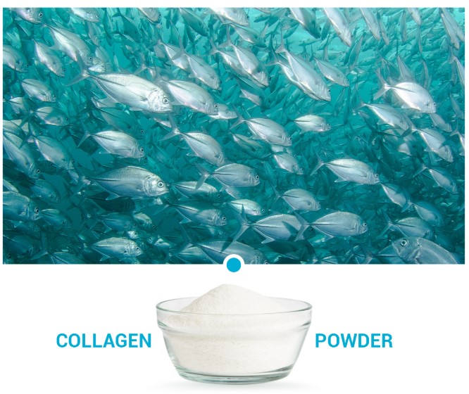 Hydrolyzed Fish Collagen Powder Marine Collagen Supplier Bulk Wholesales