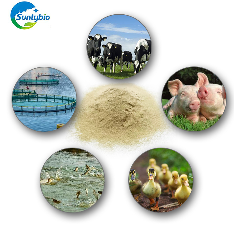China Manufacturer Offer Hydrolyzed Yeast 50% Protein for Animal