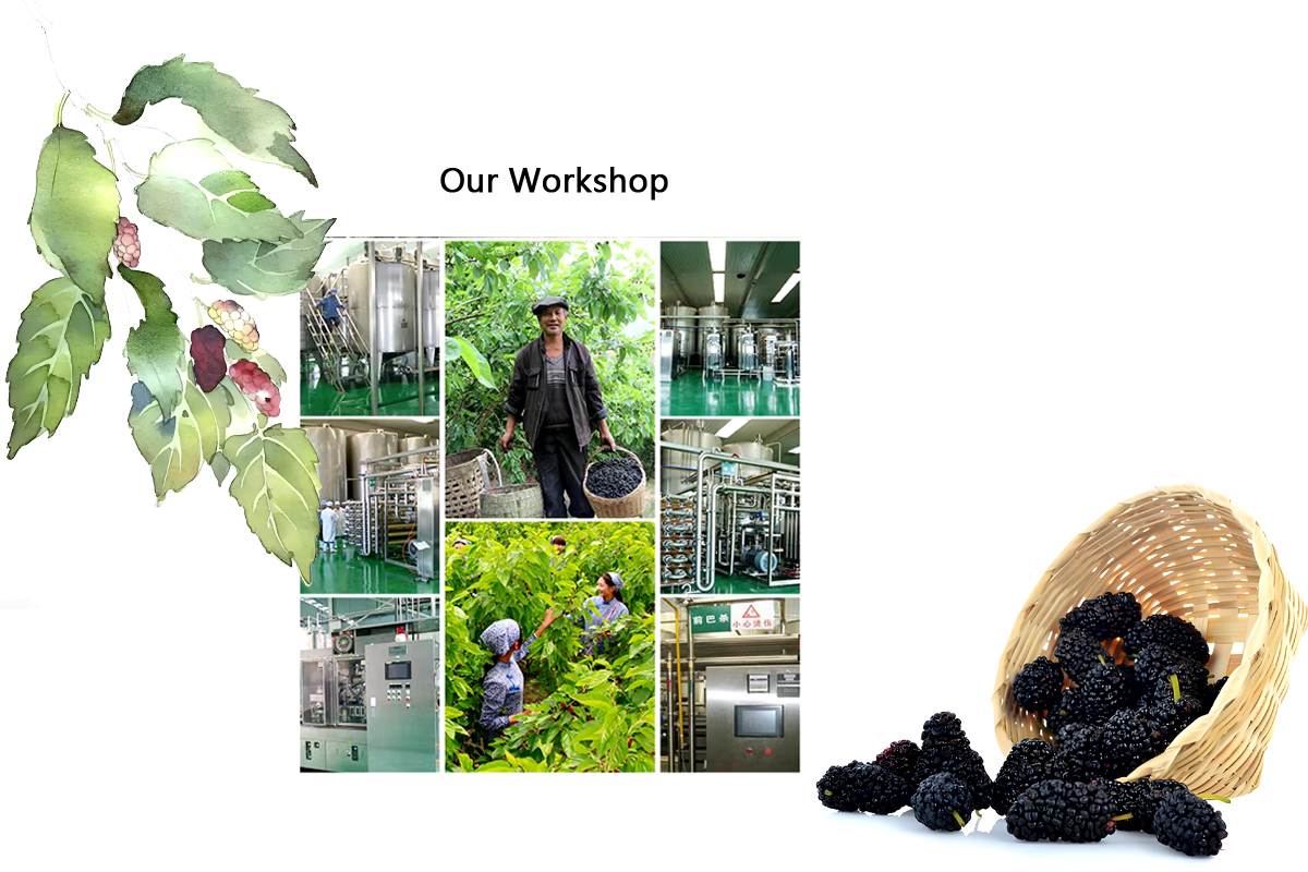 Mulberry Juice Analysis