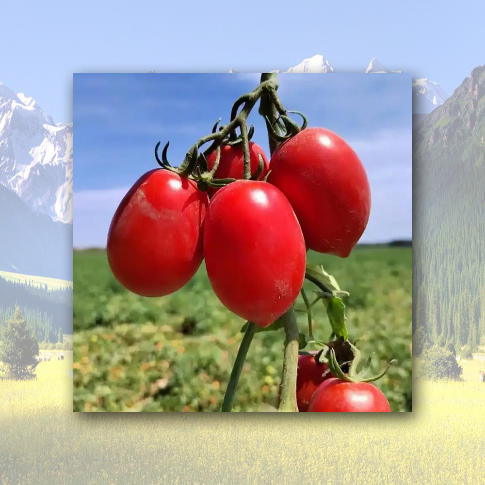 Wholesale Diced Tomato in 220L Drums Manufacturers, Factory