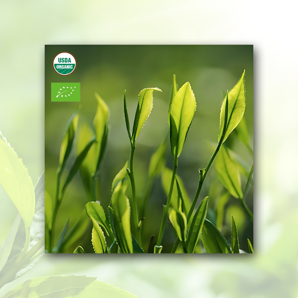 High-Quality Matcha Powder Manufacturer, Exporter