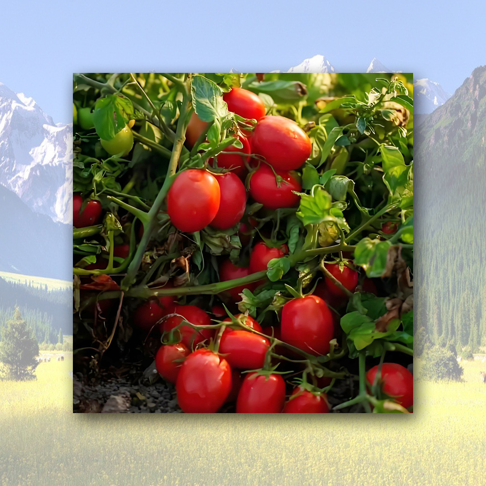 Cheap Tomato Paste In drums Manufacturer, Factory