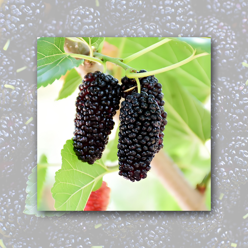 High-Quality Organic Mulberry Juice Conentrate Manufacturer, Factories