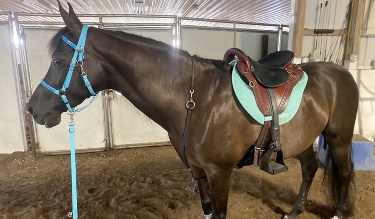 Customizable Comfort Saddle Pad